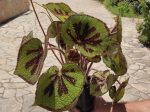 Begonia - Image 2