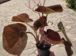 Begonia - Image 2