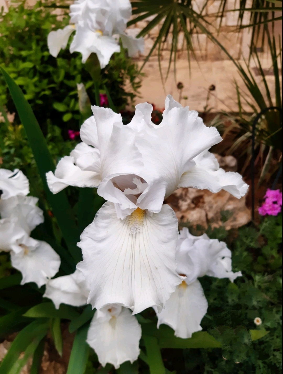 IMG_20220724_083125 Iris × Germanica - Image 1