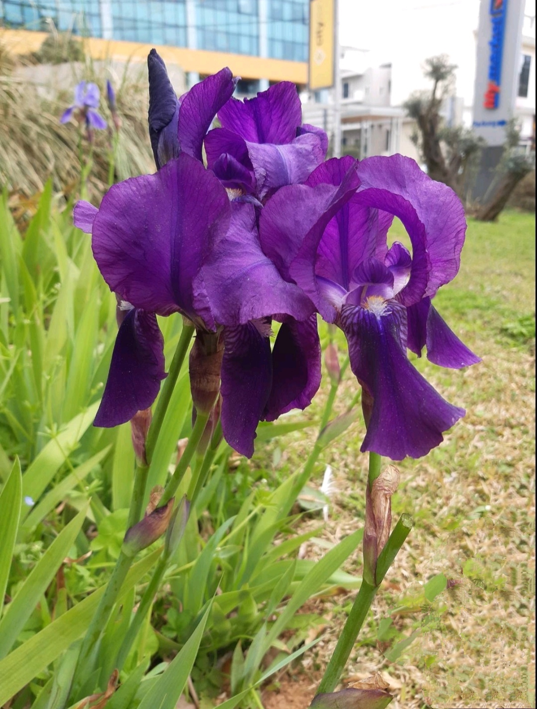 IMG_20220724_135419 Iris × Germanica - Image 1