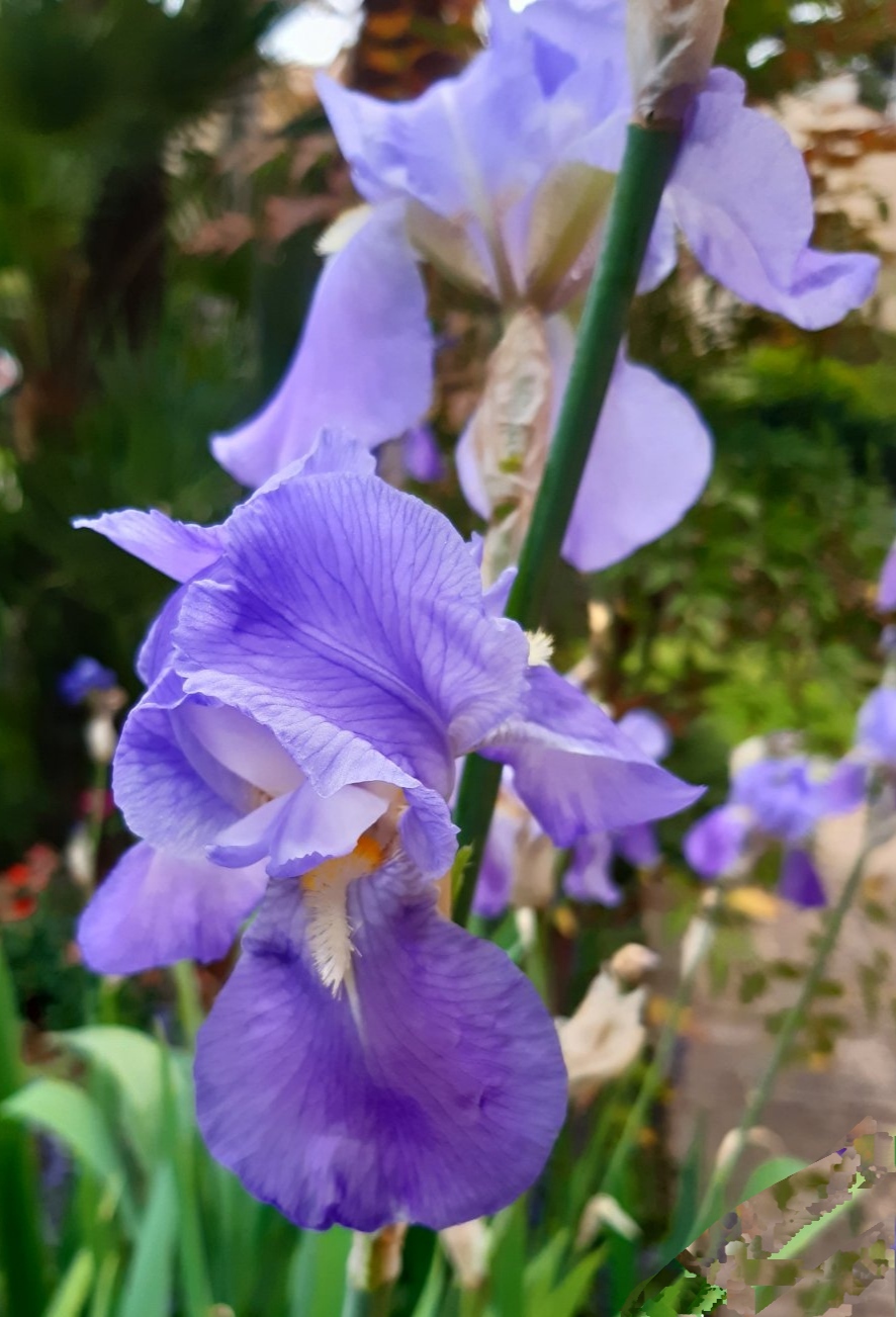 IMG_20220724_135747 Iris × Germanica - Image 1