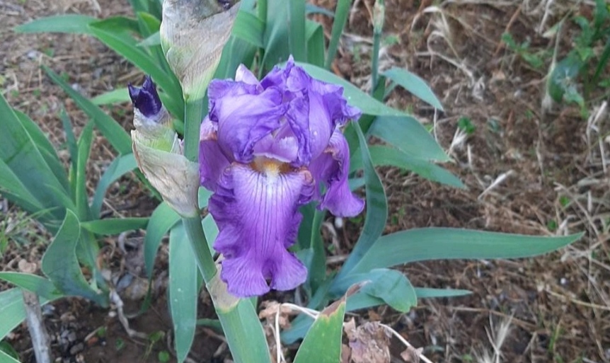 IMG_20220724_140306 Iris × Germanica - Image 1