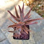 Aloe DZ - Image 3