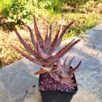 Aloe DZ