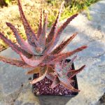 Aloe DZ - Image 2