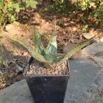 Aloe Somaliensis - Image 3