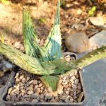 Aloe Somaliensis - Image 2