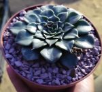 Graptopetalum Bellum - Image 5