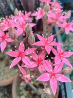 Graptopetalum Bellum
