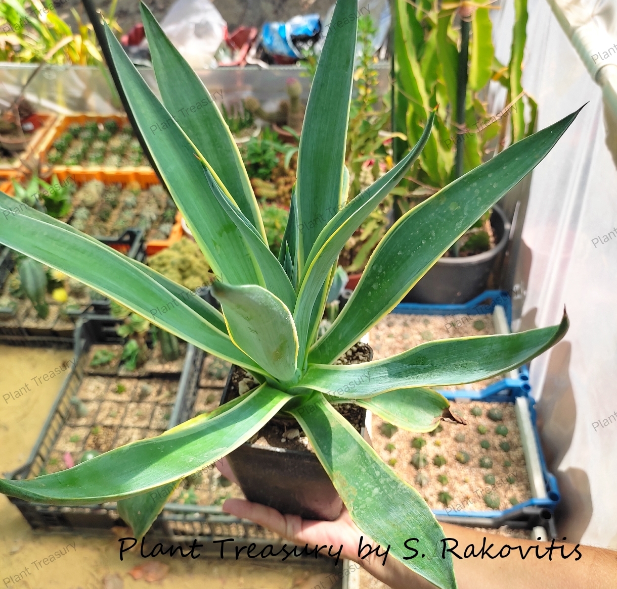 1736183663575 Agave Desmestiana Variegata - Image 1