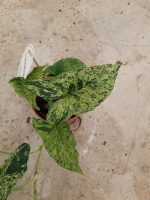 Syngonium Mottled