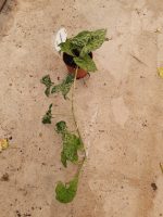 Syngonium Mottled - Image 2