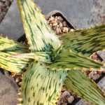 Aloe Somaliensis