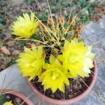 Ferocactus hamatacanthus - Image 2