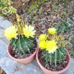 Ferocactus hamatacanthus - Image 6