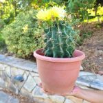 Ferocactus hamatacanthus - Image 5