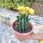 Ferocactus hamatacanthus - Image 3