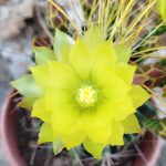 Ferocactus hamatacanthus