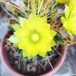 Ferocactus hamatacanthus - Image 4