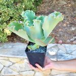 Echeveria CV - Image 2
