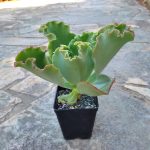Echeveria CV - Image 3