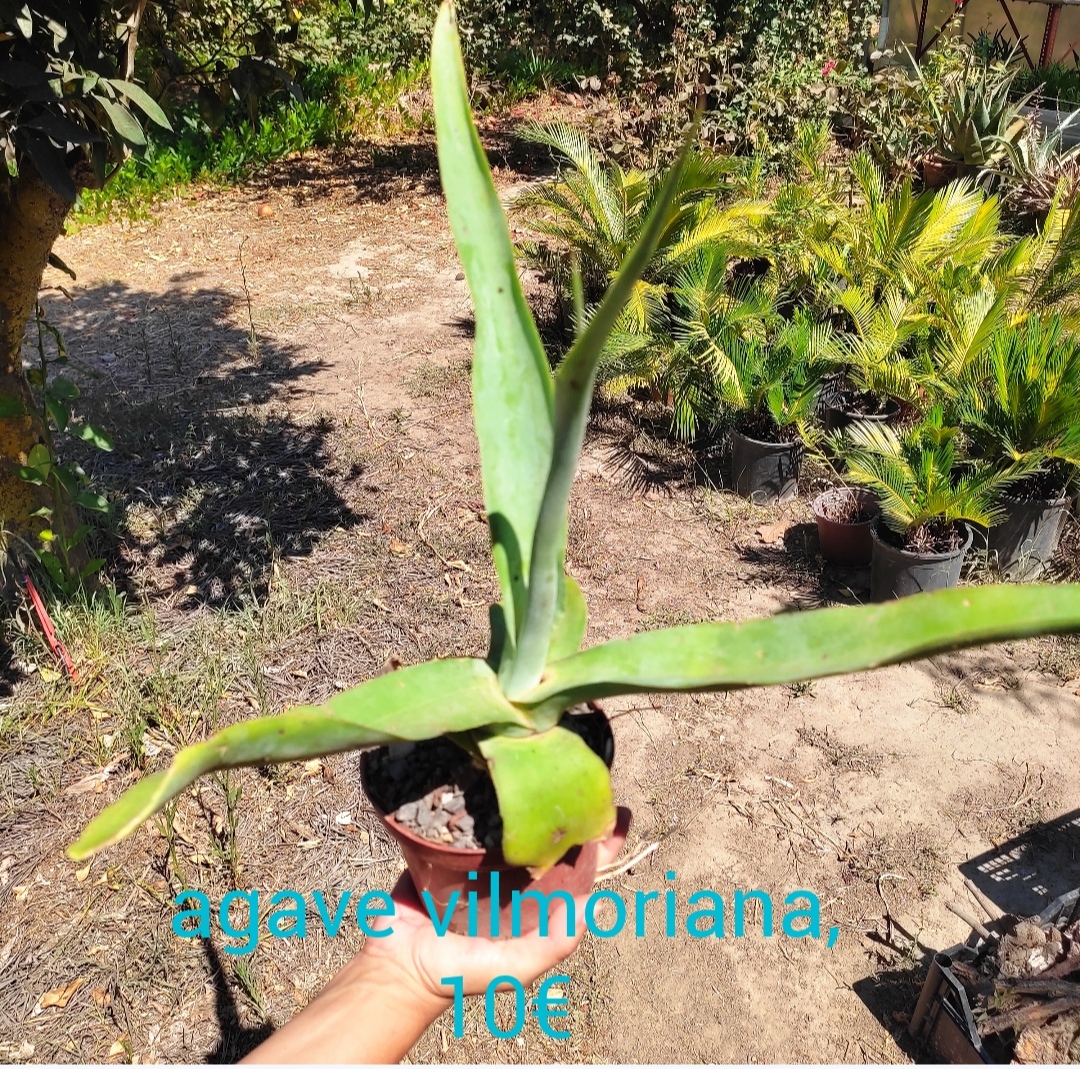 IMG_20220824_130844 Agave Vilmoriana - Image 1