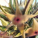 Stapelia Gigantea