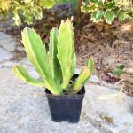 Stapelia Gigantea - Image 2