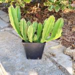 Stapelia Gigantea - Image 3