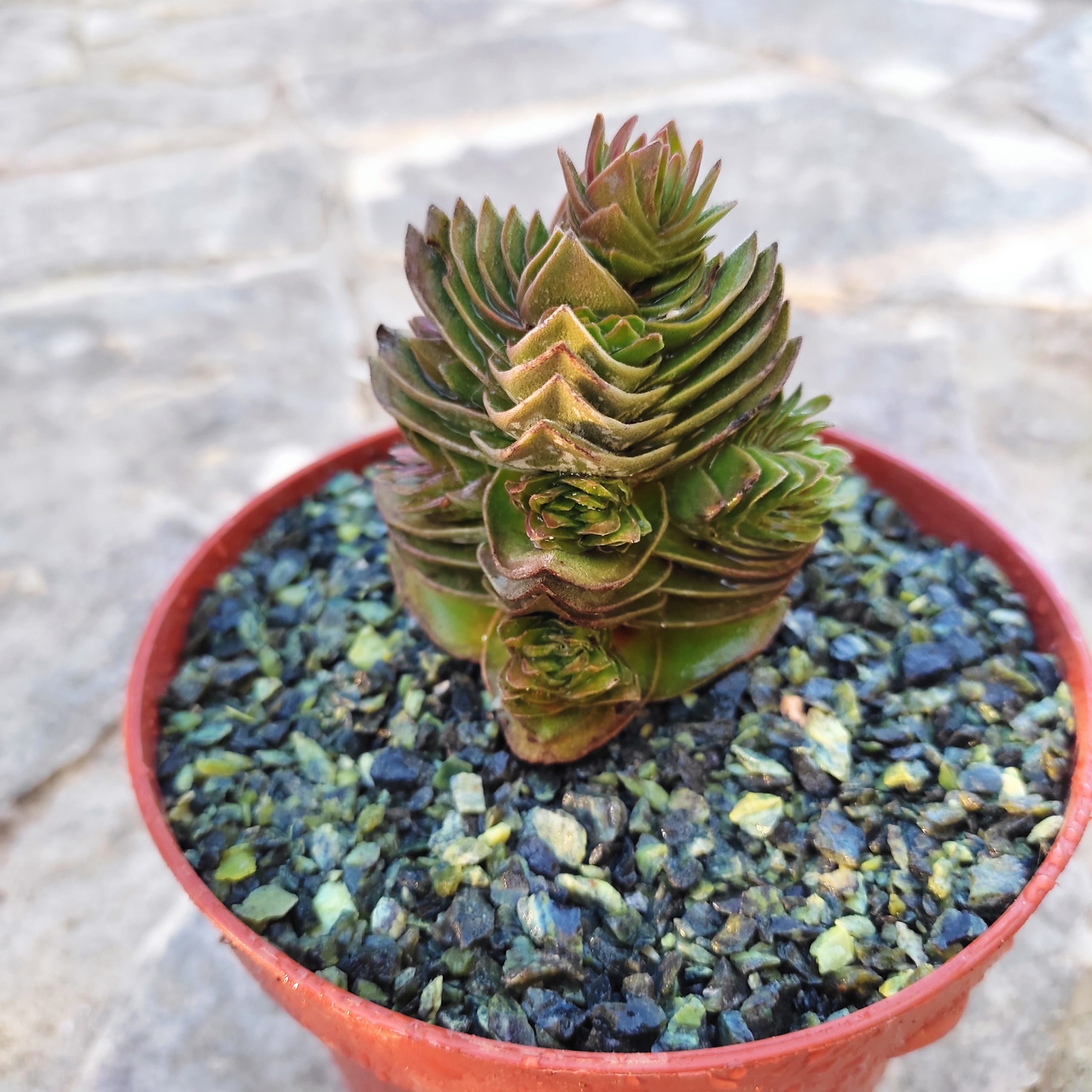 IMG_20221008_180037 Crassula Buddha’s temple - Image 1