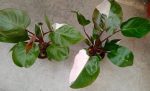 Philodendron Pink Princess - Image 2