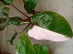 Philodendron Pink Princess