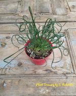 Albuca Spirallis - Image 3