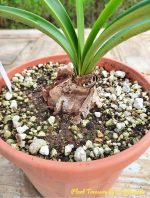 Hippeastrum Aulicum - Image 2