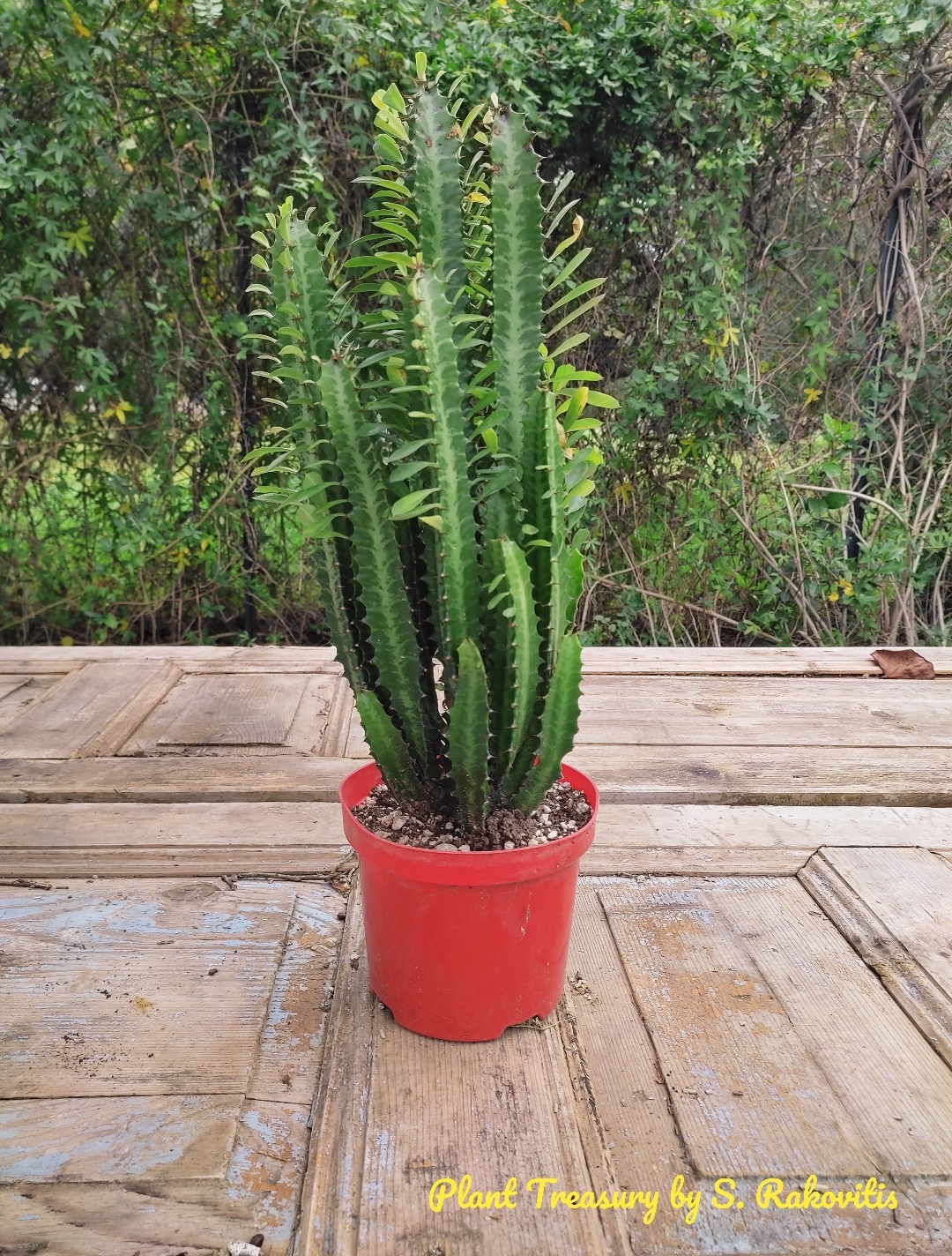 1705834265194 Euphorbia Trigona - Image 1