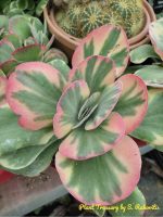 Kalanchoe Thyrsiflora Variegata - Image 4