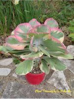 Kalanchoe Thyrsiflora Variegata - Image 2