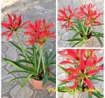 Hippeastrum Aulicum