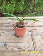 Hippeastrum Aulicum - Image 3