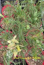 Albuca Spirallis - Image 2