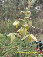 Albuca Spirallis