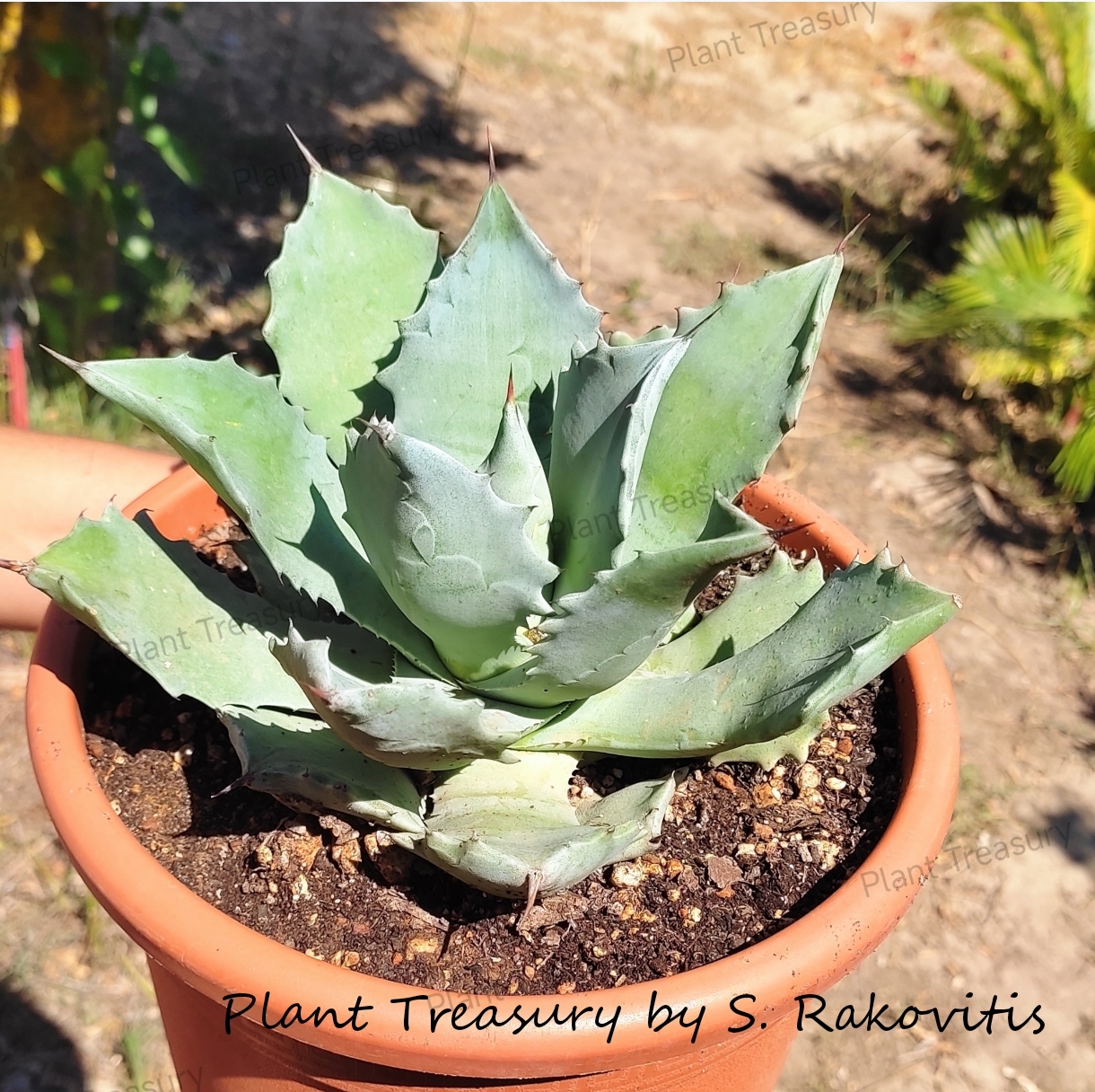 1736181020082 Agave Potatorum - Image 1