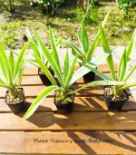Agave Angustifolia Var. Marginata