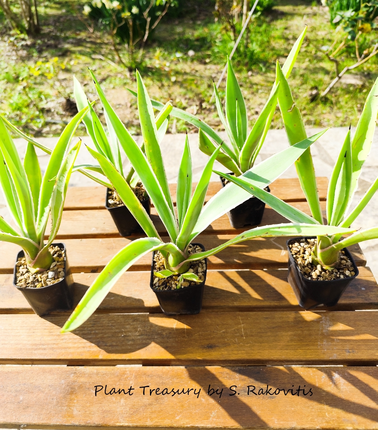 1736190319887 Agave Angustifolia Var. Marginata - Image 1