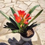 Clivia Miniata - Image 5