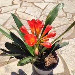 Clivia Miniata - Image 4