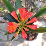 Clivia Miniata - Image 3