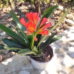 Clivia Miniata - Image 2
