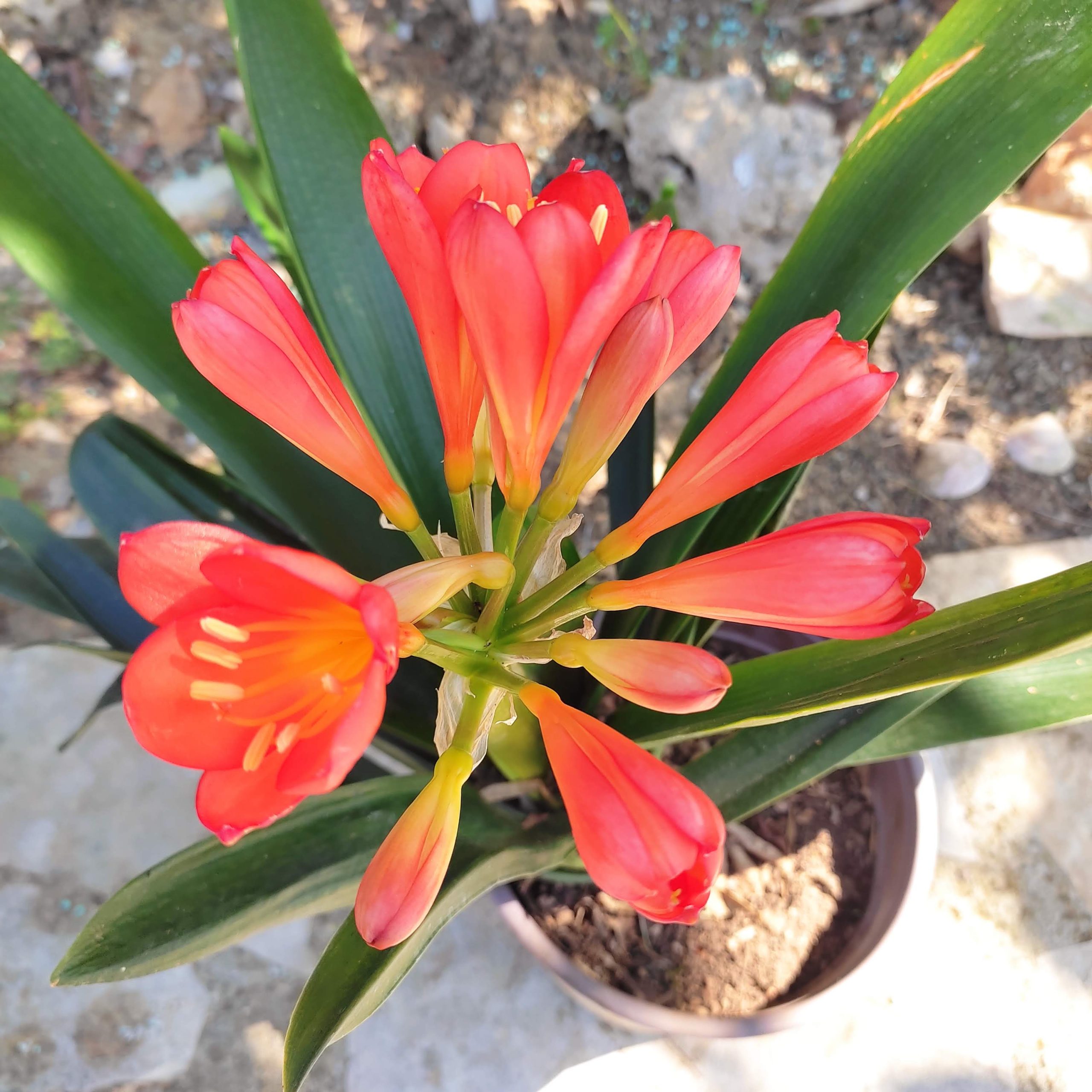 IMG_20220325_122311 Clivia Miniata - Image 1