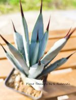 Agave Macroacantha - Image 2